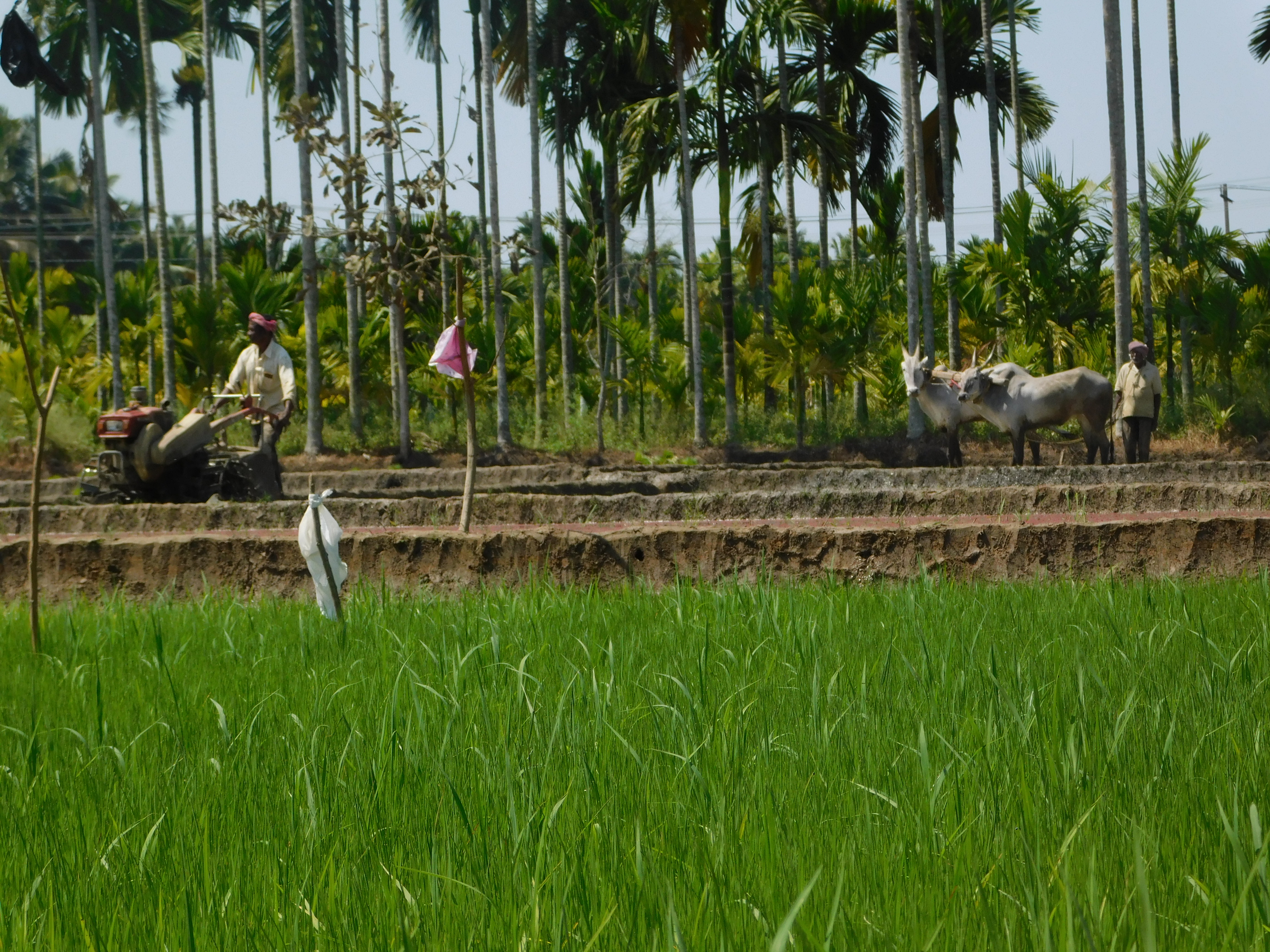 Krishna Janmashtami Image 1