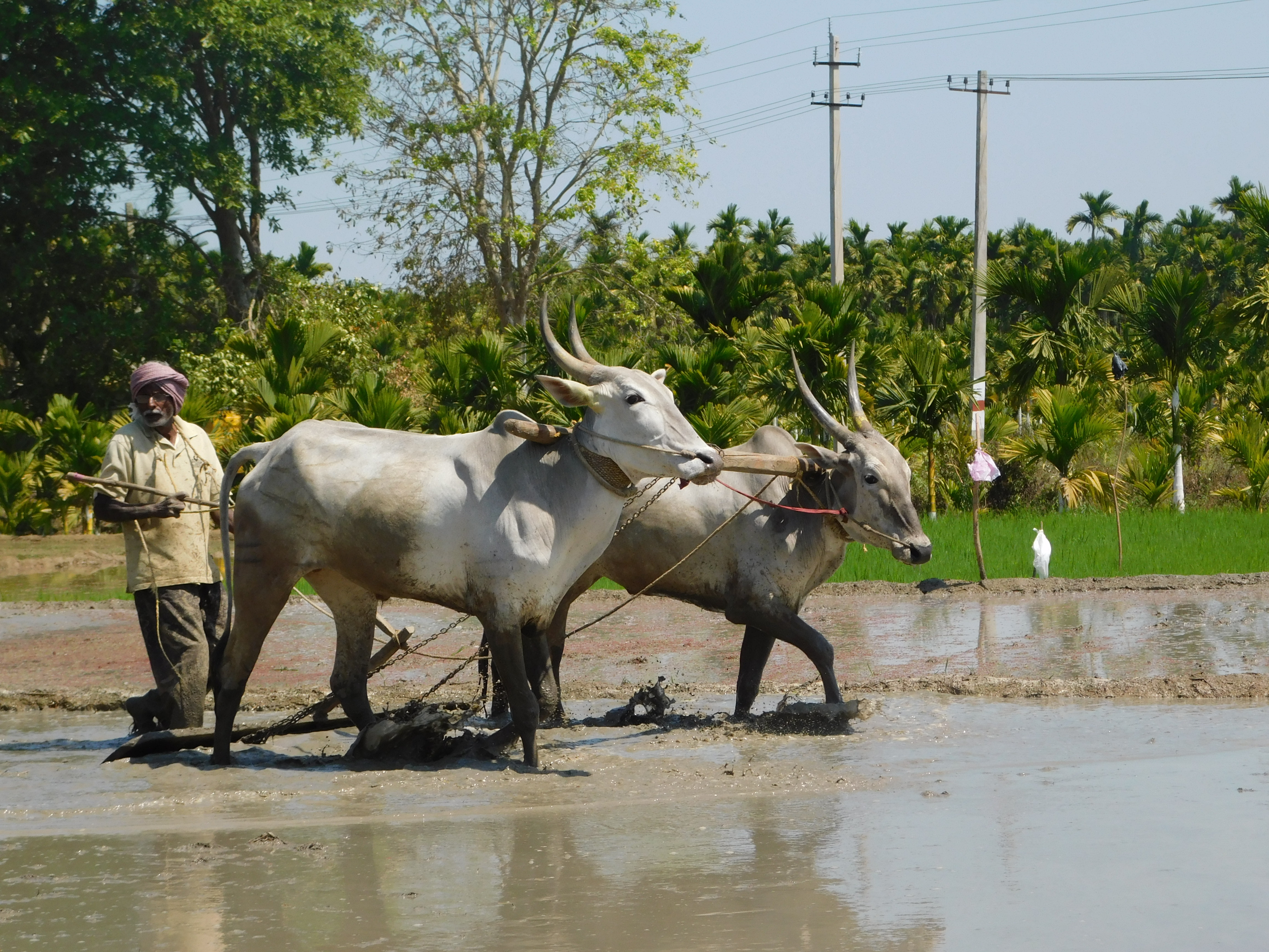Krishna Janmashtami Image 6